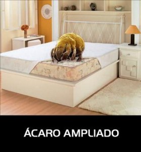 acaro