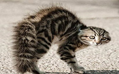 4_partes_corpo_desnecessarias_5