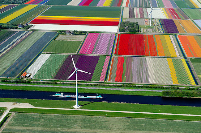 campo de tulipas na holanda