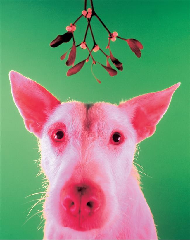 cachorro-cartão-de-natal-11