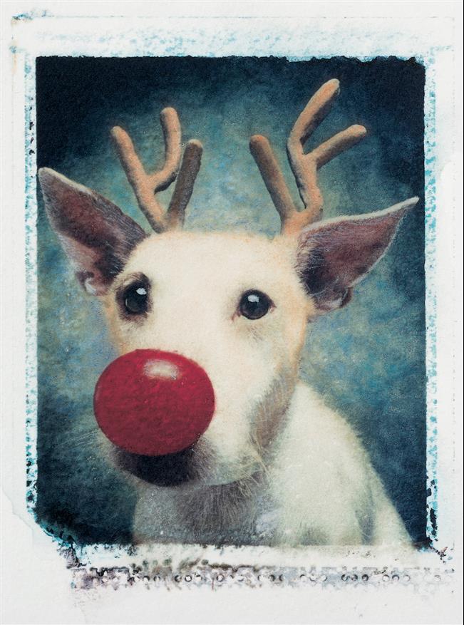cachorro-cartão-de-natal-13