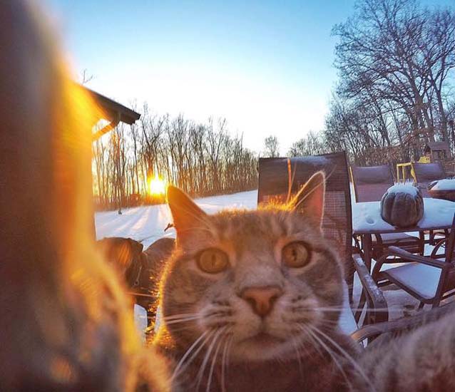 gato_selfies_1