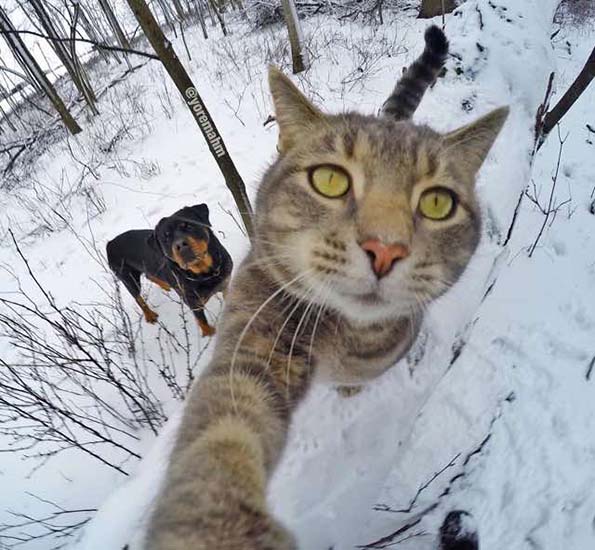 gato_selfies_3