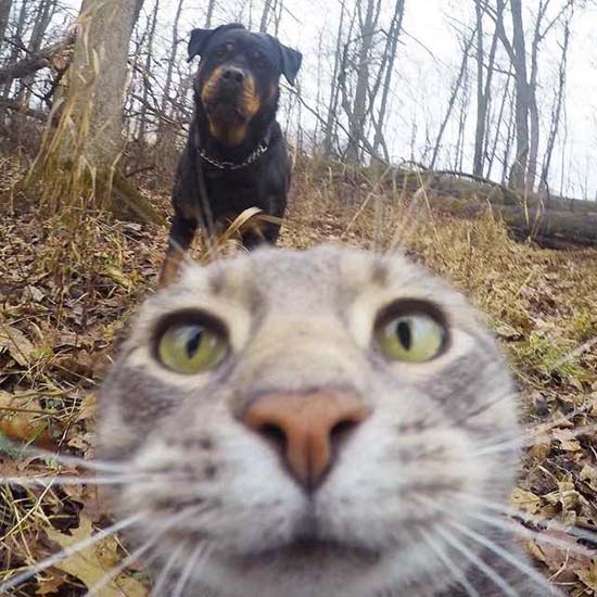 gato_selfies_5