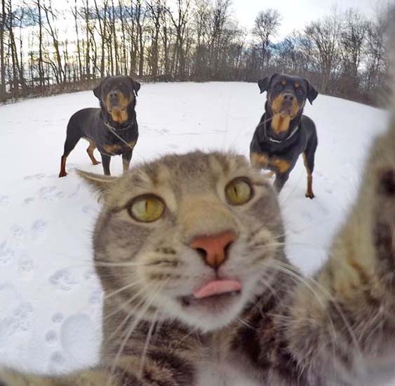 gato_selfies_6