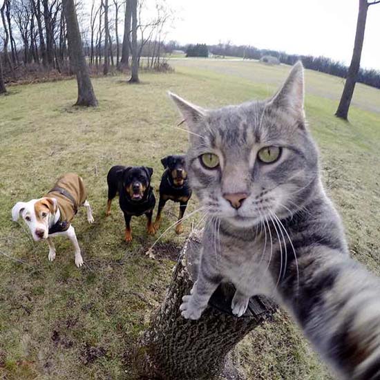 gato_selfies_8