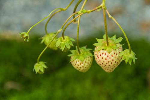 pineberry_2