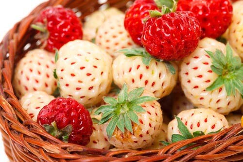 pineberry_4