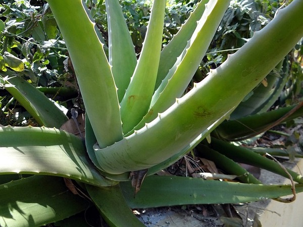 aloe vera