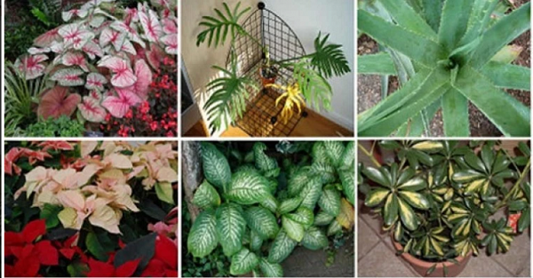 plantas mortais