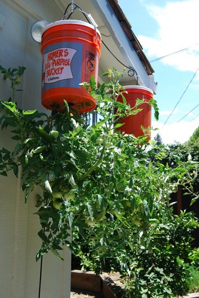 plantação de tomates em vaso